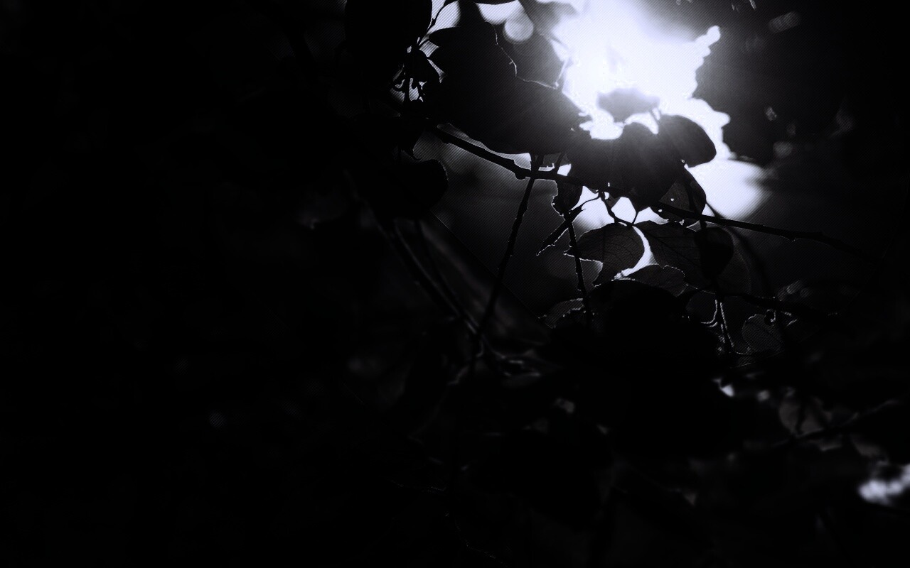 Солнце пробивается сквозь листву обои