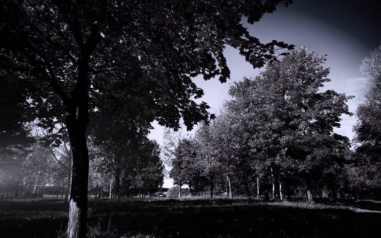 Осень в лесу обои