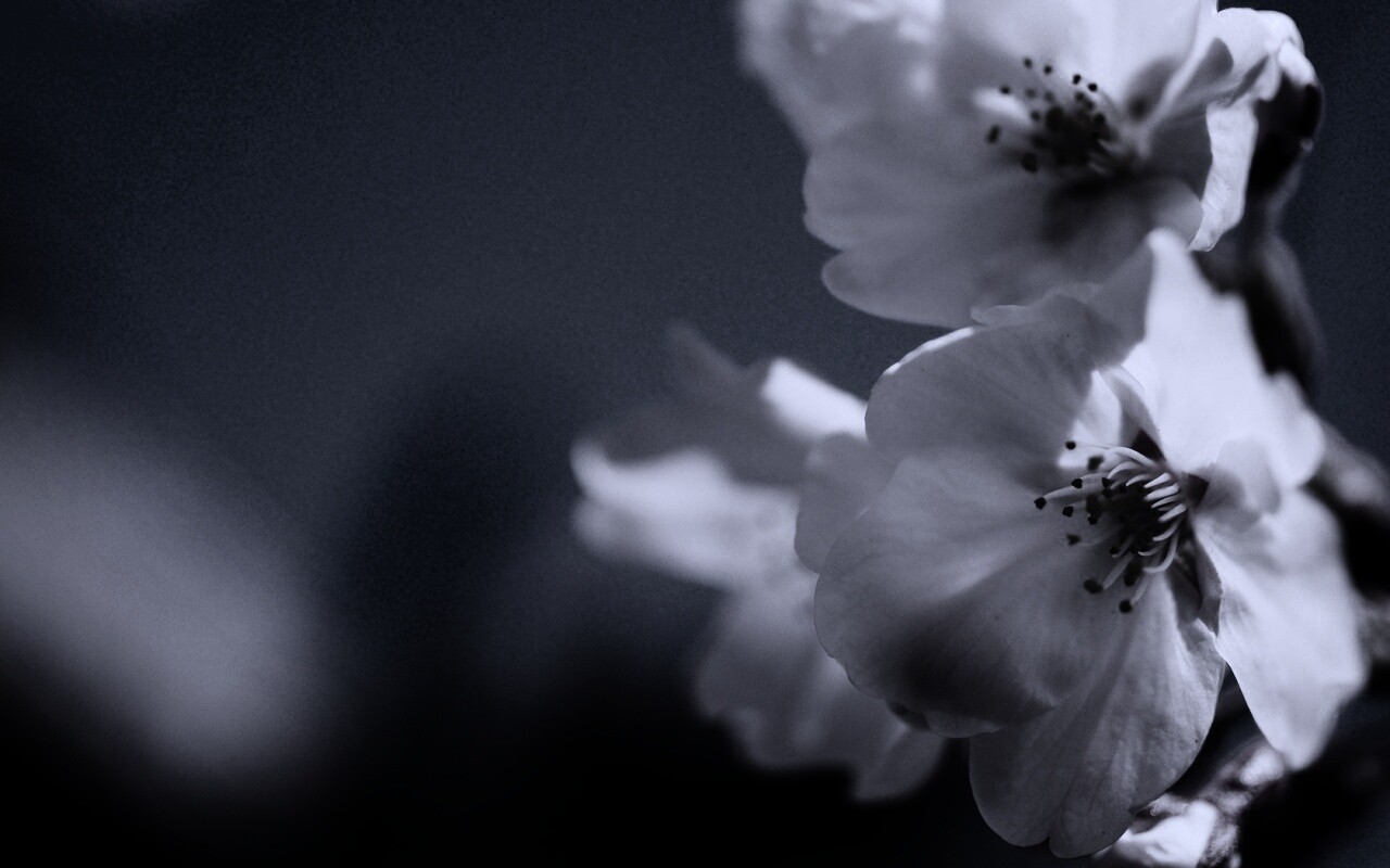 Нежные белые цветы обои