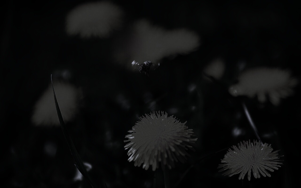 Пчёлка пролетает над одуванчиками обои