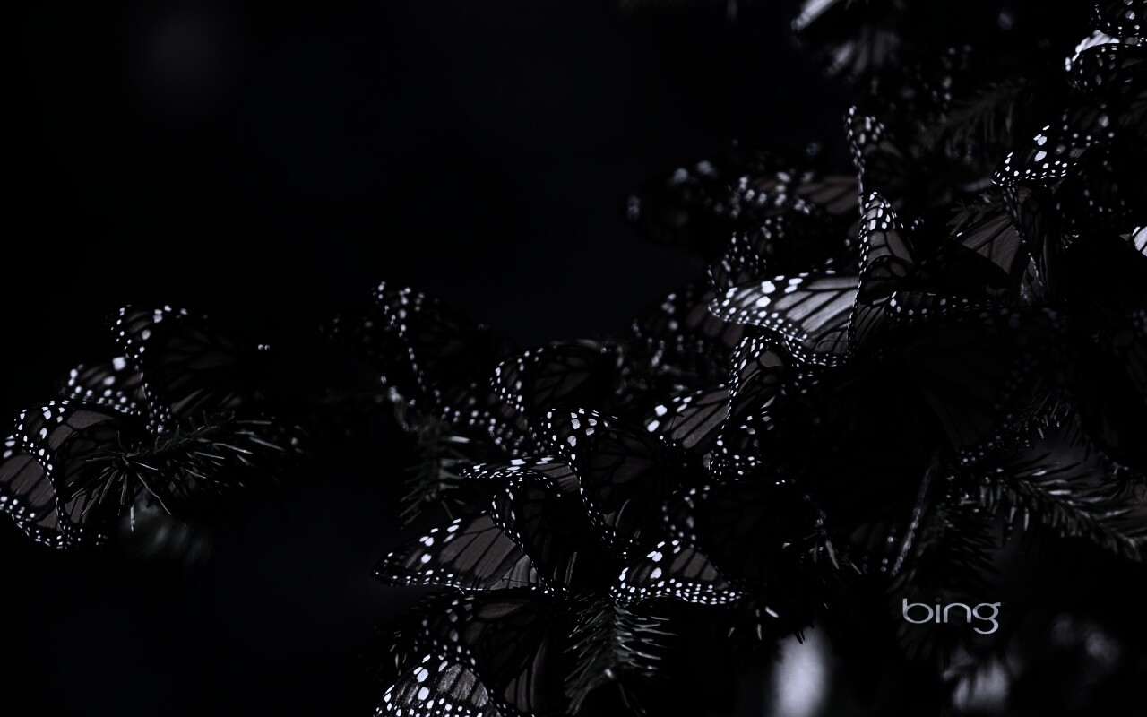 Бабочки облепили ёлку обои