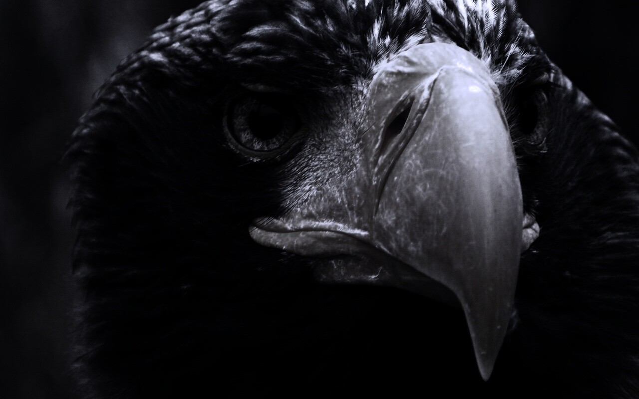 Орёл - птица гордая обои