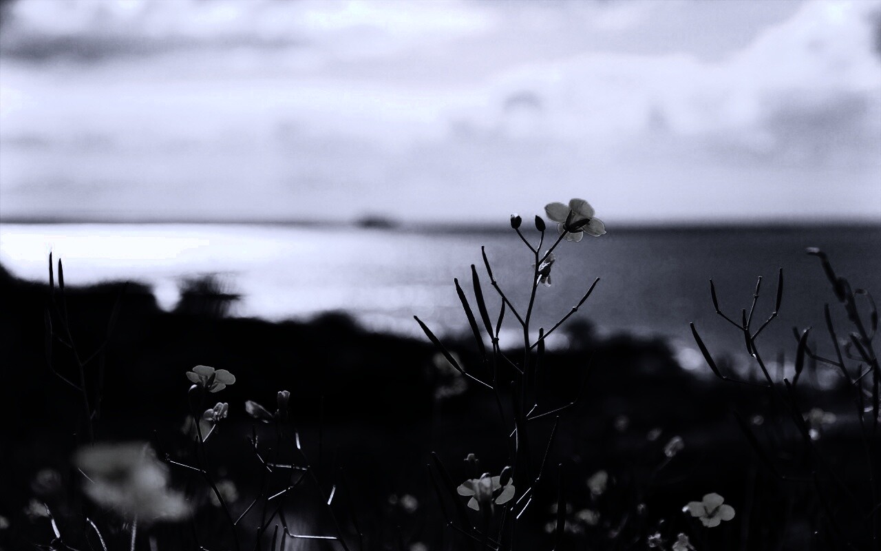 Мелкие жёлтые цветы обои