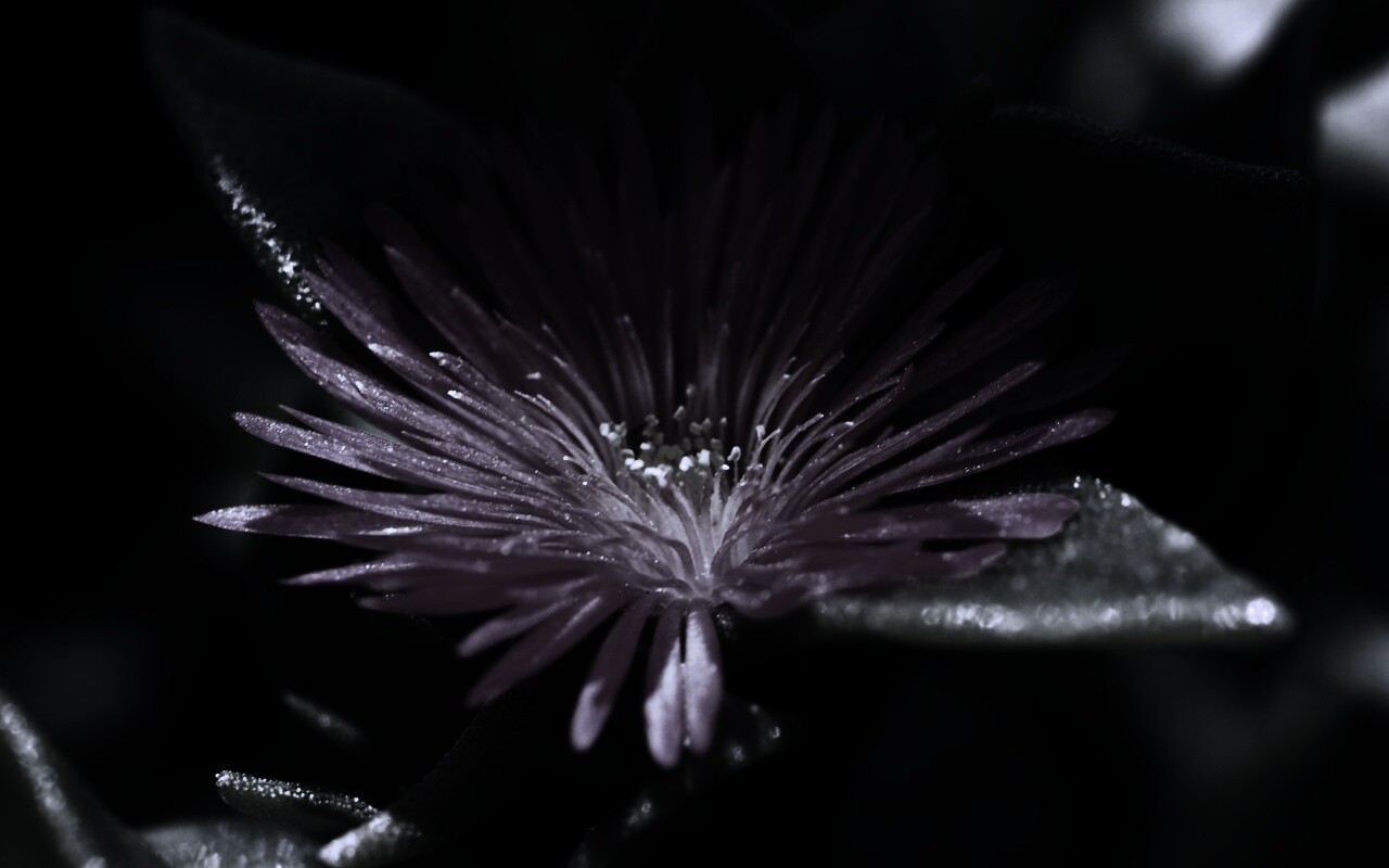 Чудесный цветок обои