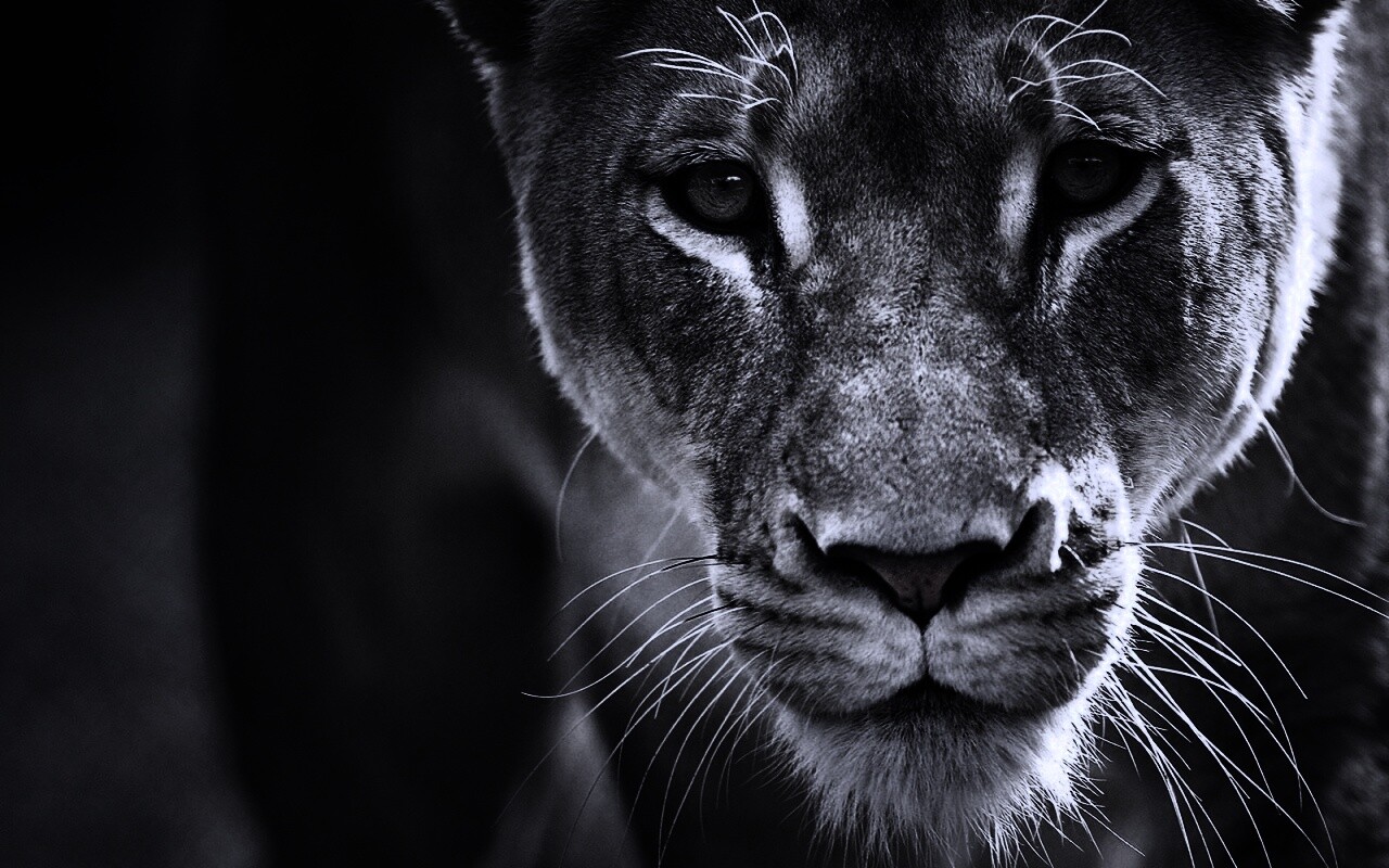 Портрет хищника обои