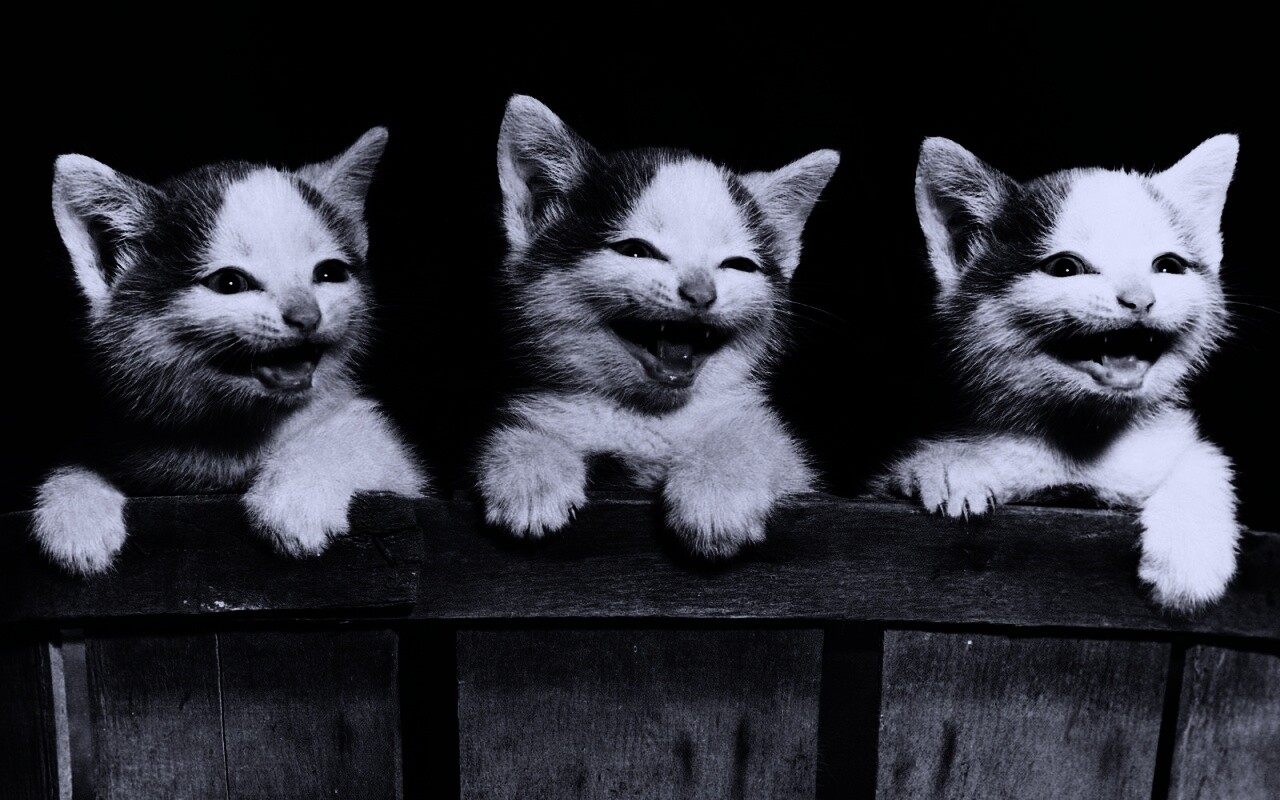 Три милых котенка обои