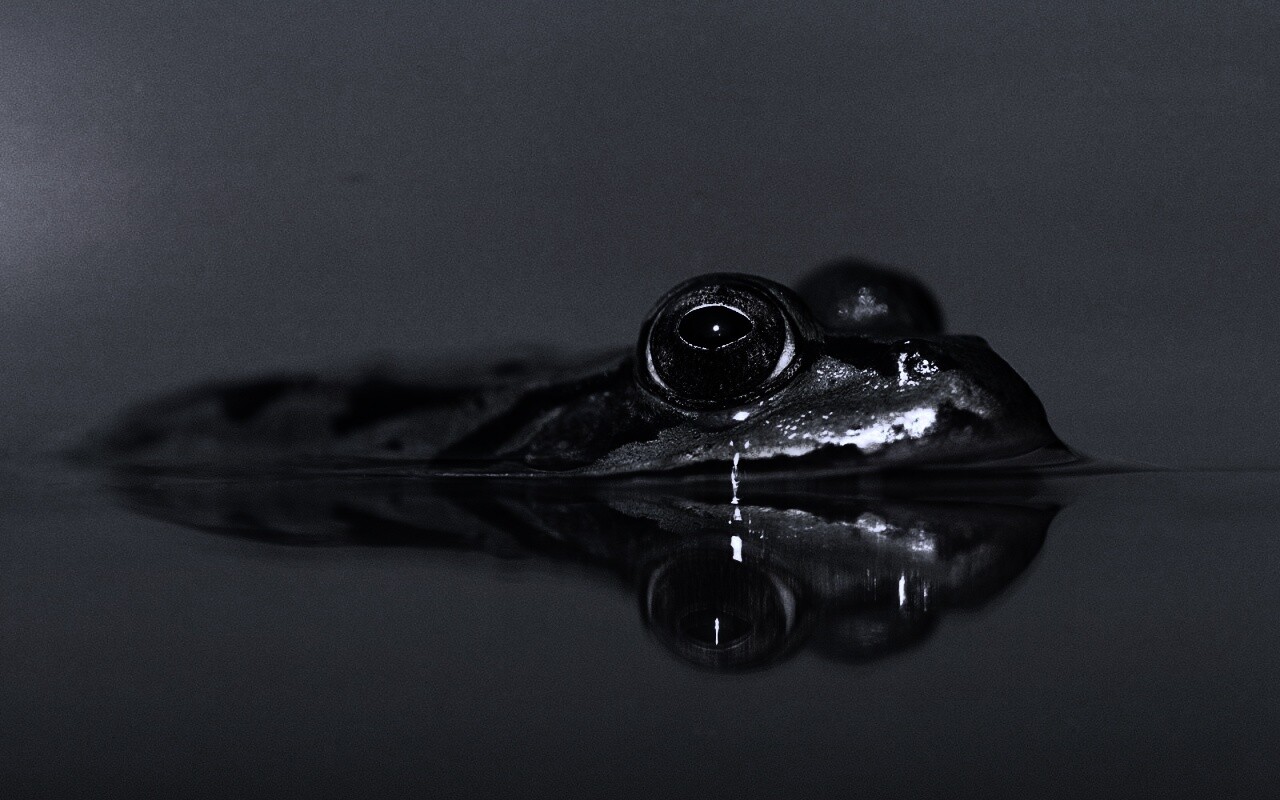 Лягушка обои