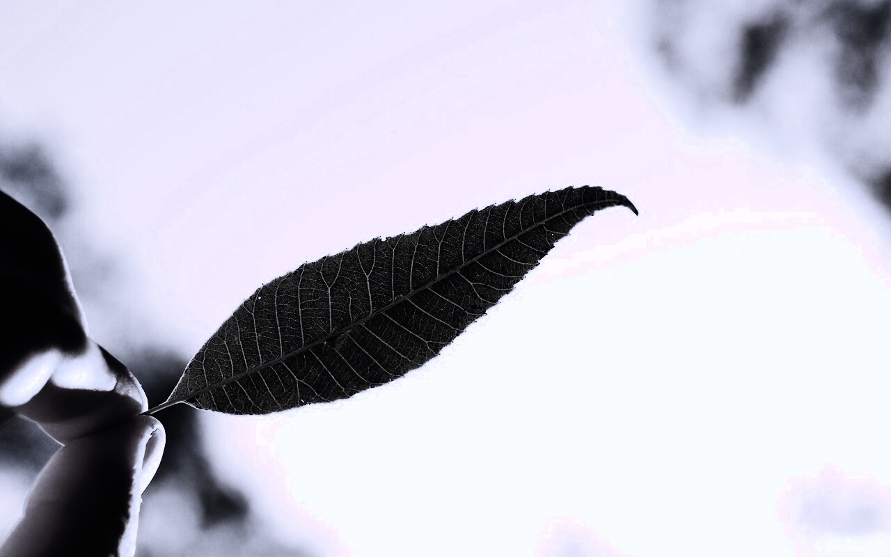 Листик в пальцах обои