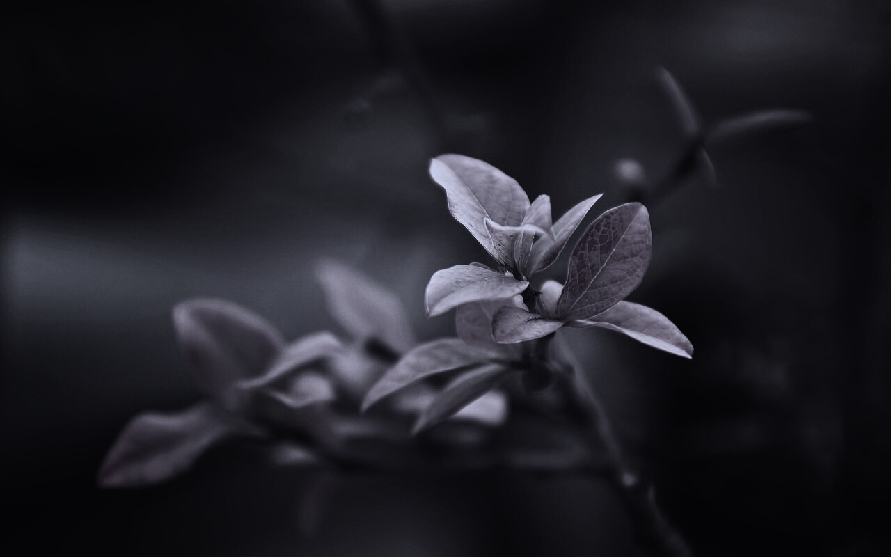 Красные листья на ветке обои