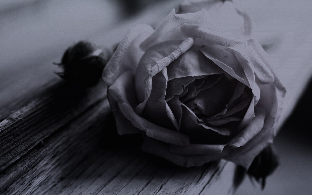 Бутон нежной розы обои