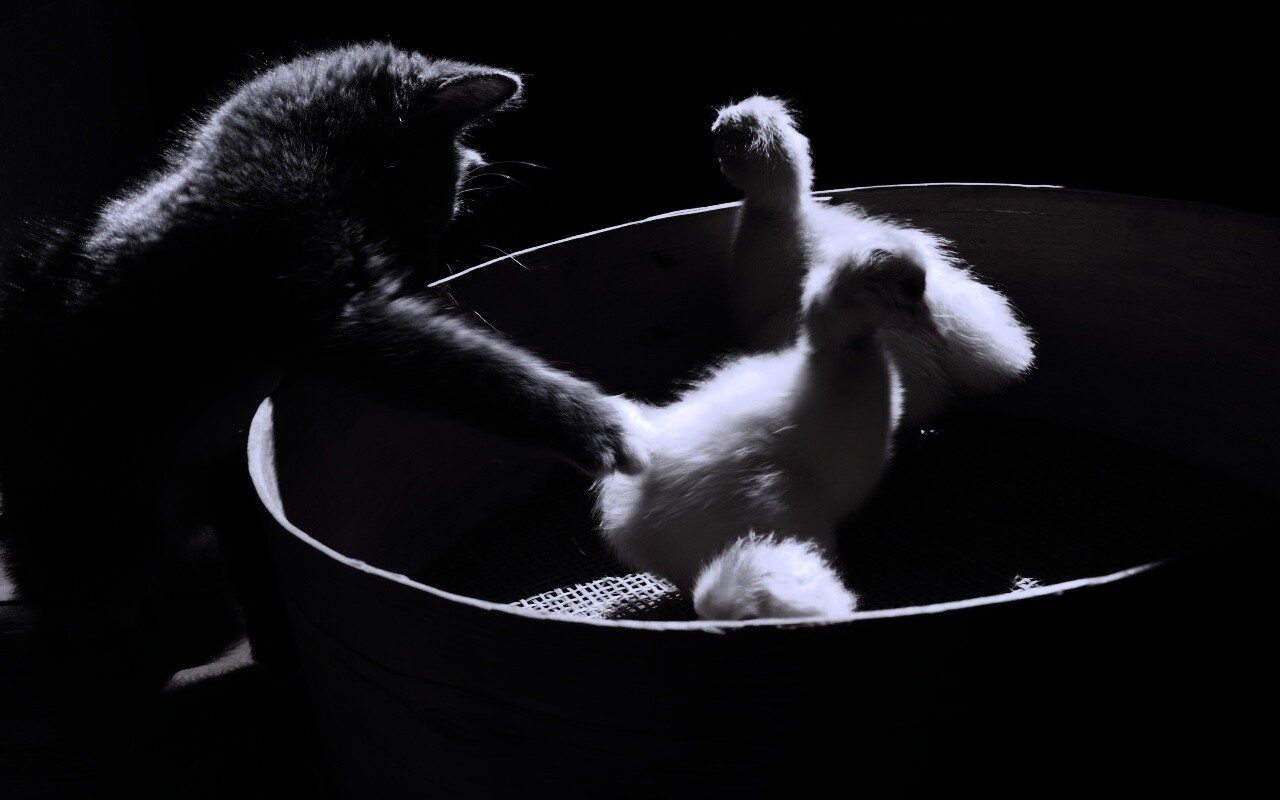 Котенок играет с утятами обои