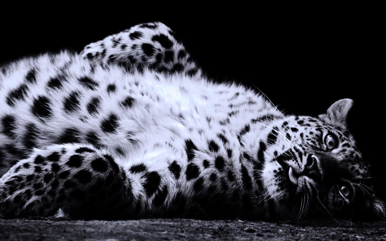 Большая пятнистая кошечка обои