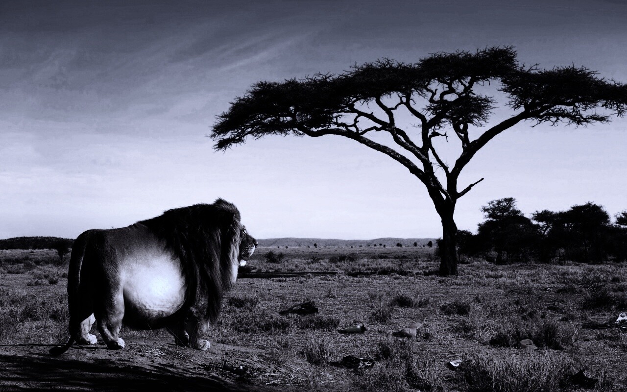 Толстый лев обои