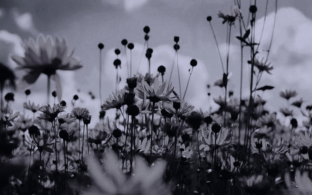 Полевые цветы летом обои