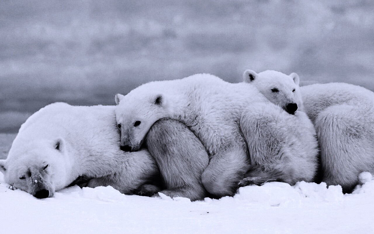 Белые мишки спят обои