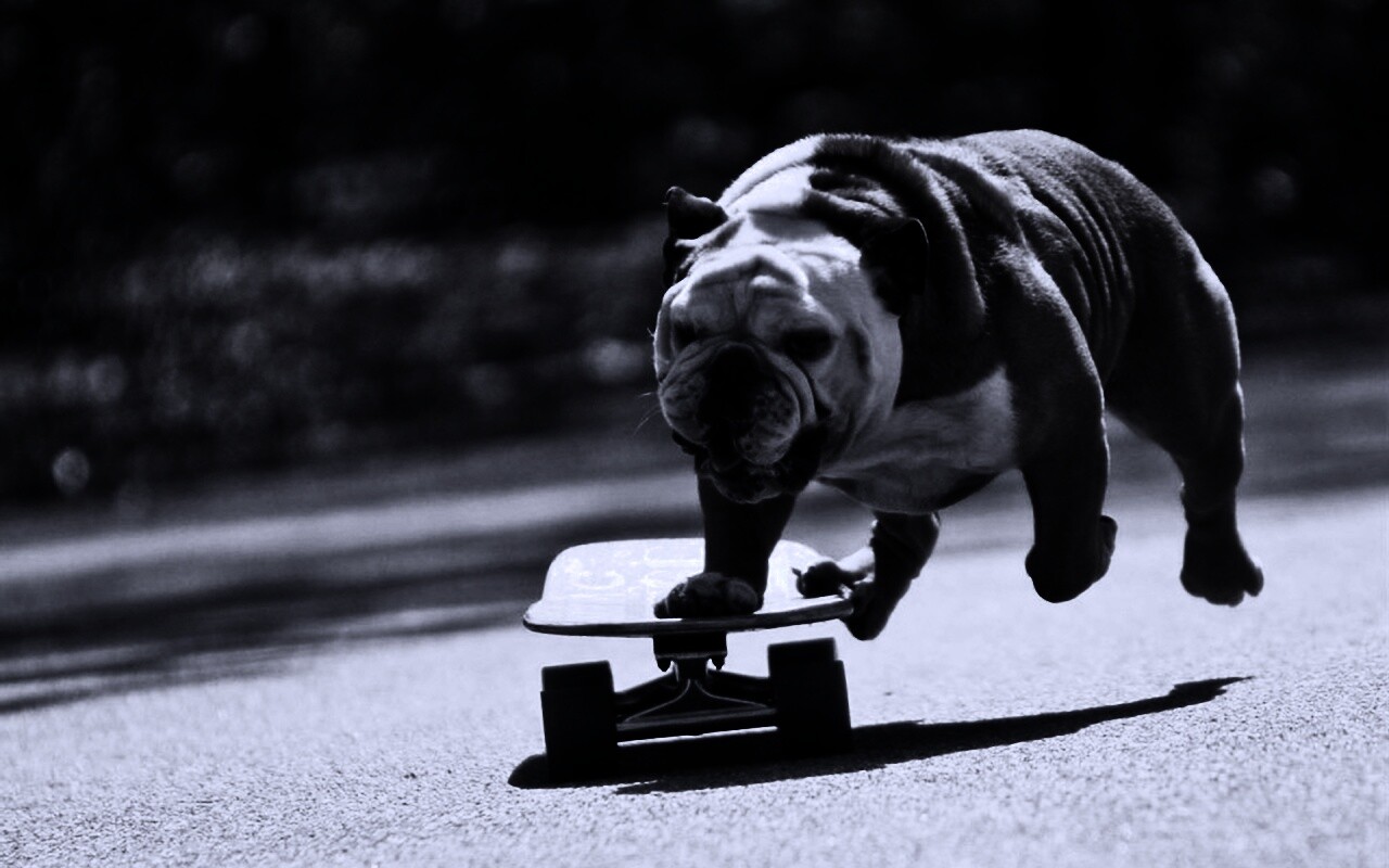 Собака на скейтборде обои
