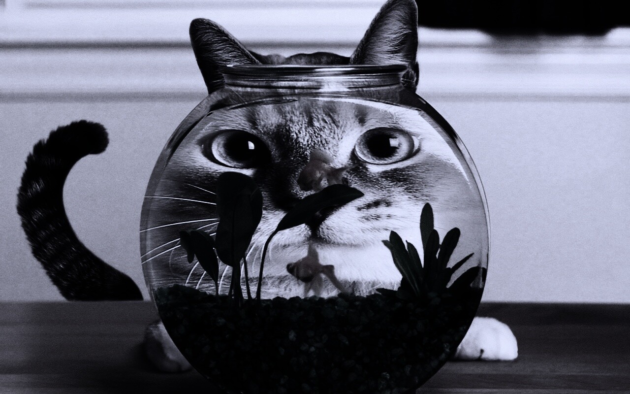 Сферический код за аквариумом обои