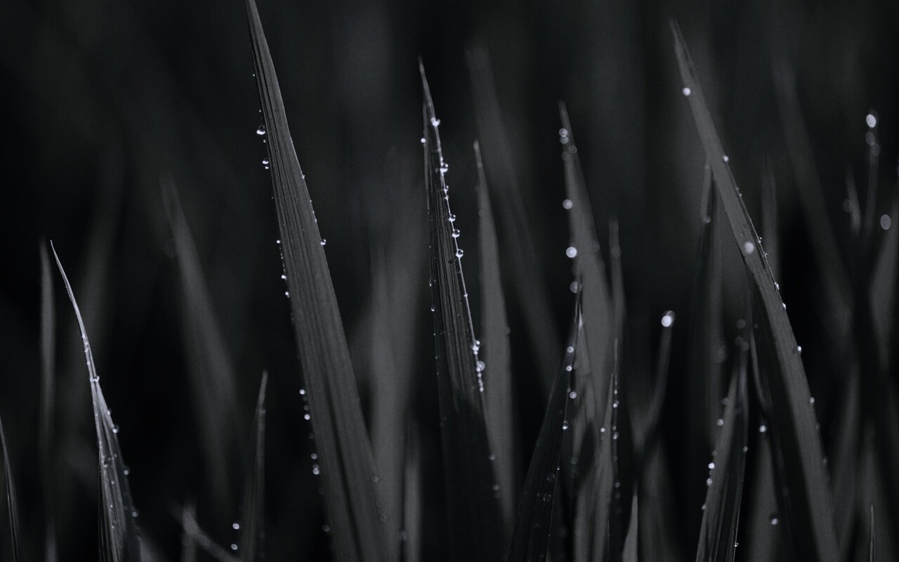 Яркая зеленая трава обои