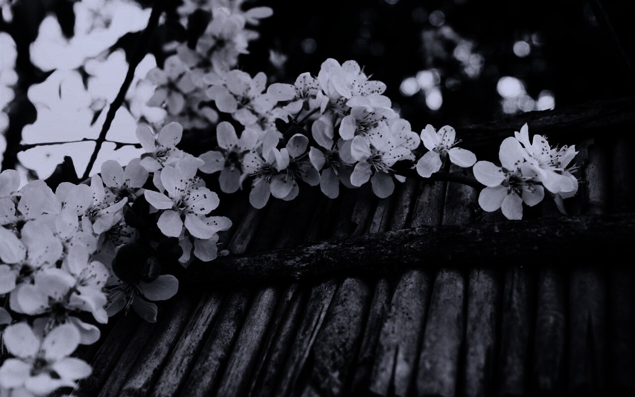 Веточка цветущей вишни обои