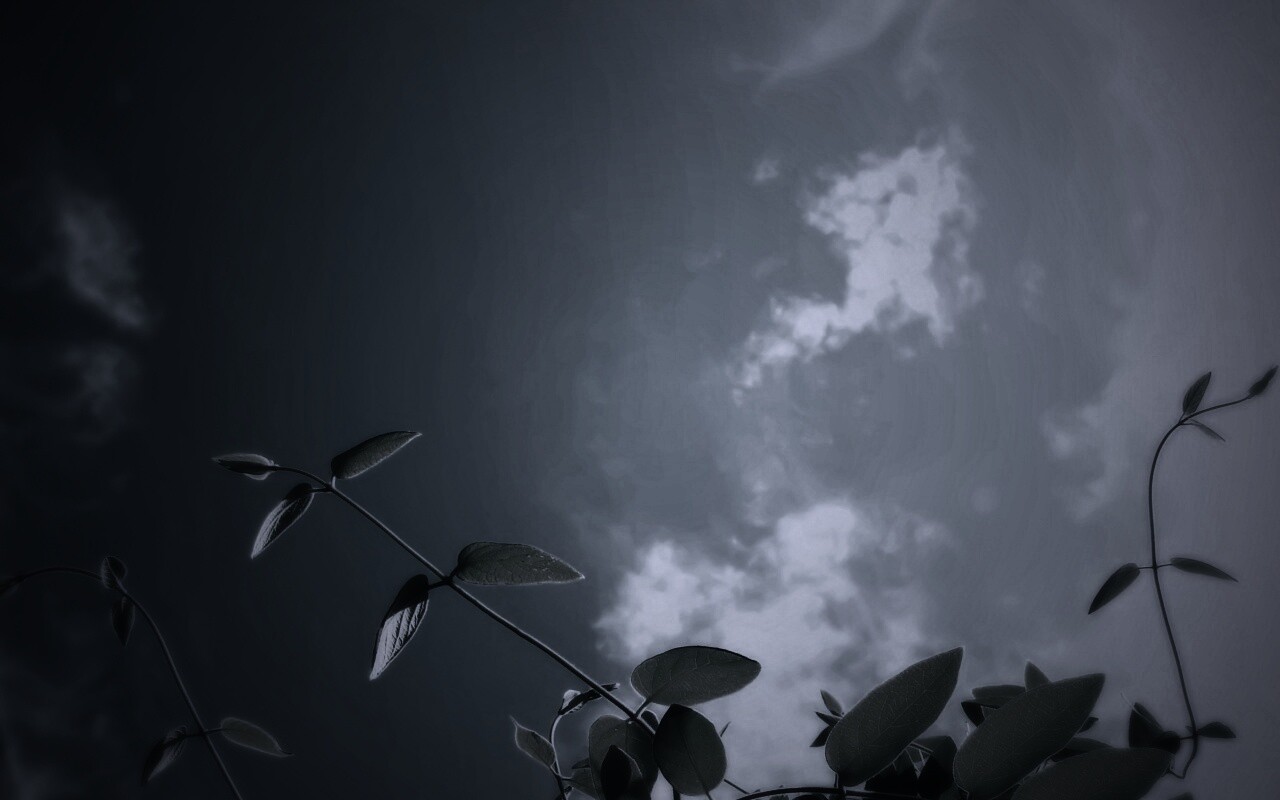 Веточки на фоне неба обои