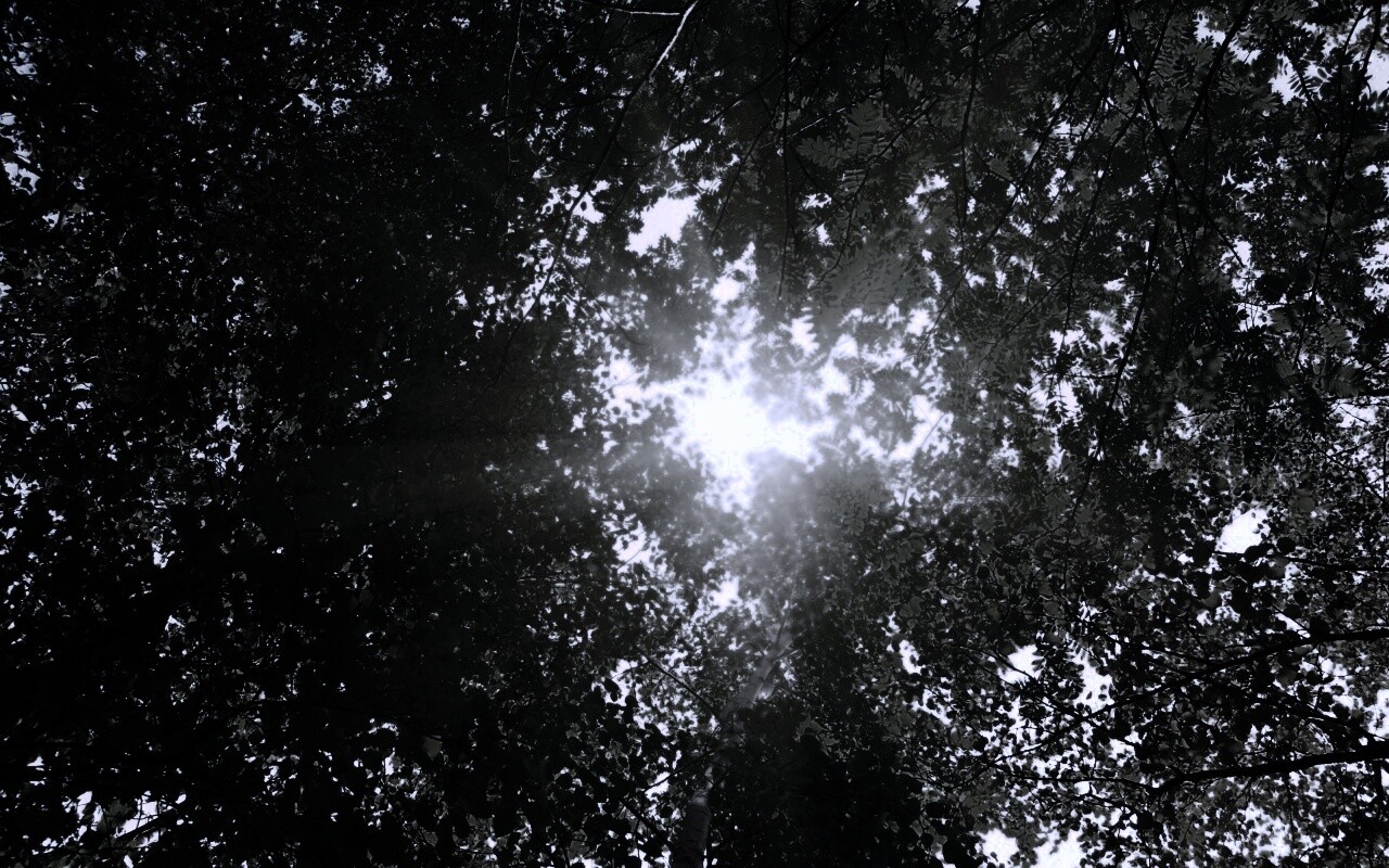 Яркий зеленоватый свет пробивающийся сквозь листву обои