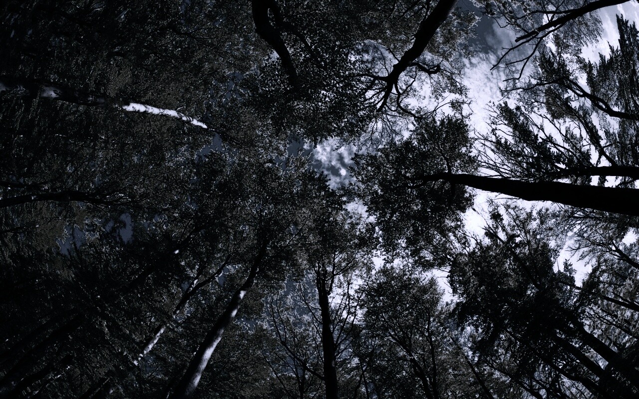 Кроны деревьев обои