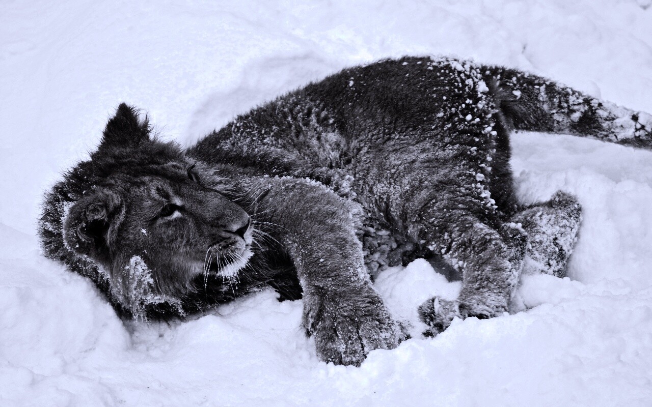 Львёнок в снегу обои