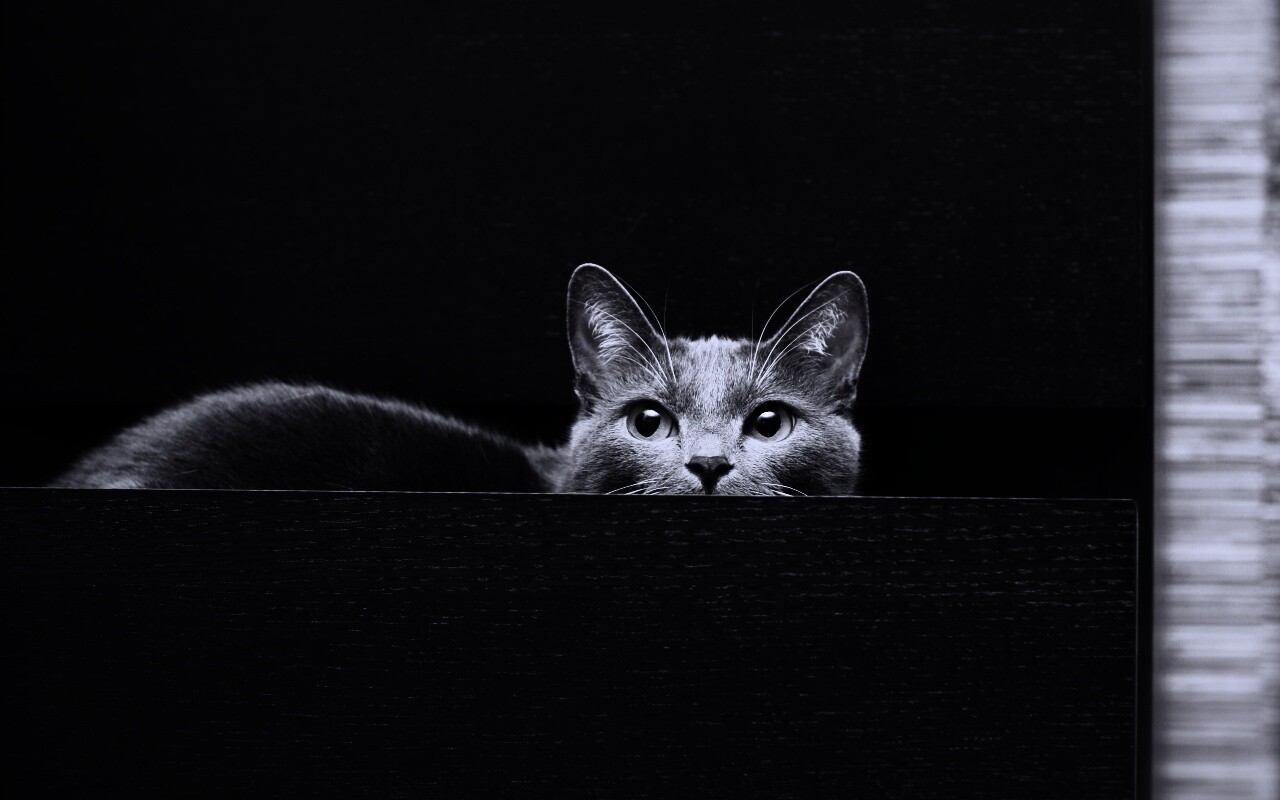 Кот в ящике комода обои