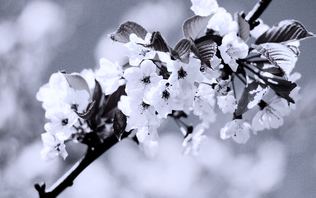 Белые цветы вишни обои