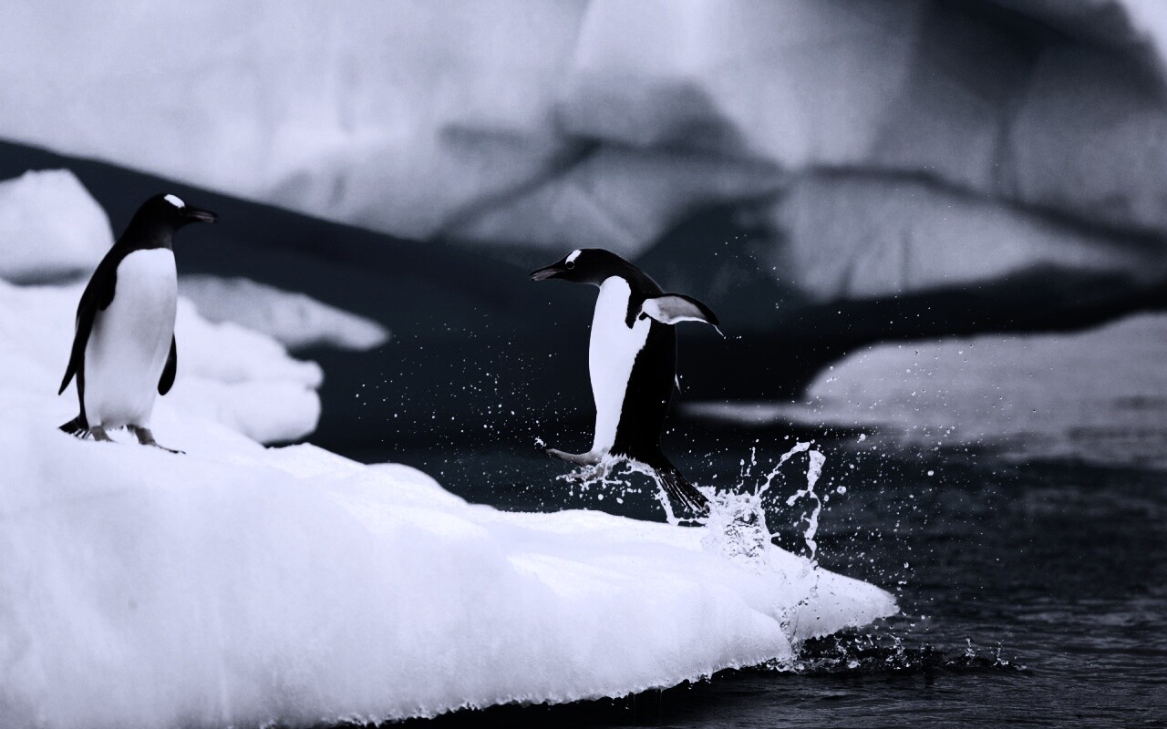 Пигвин запрыгивает на льдину обои