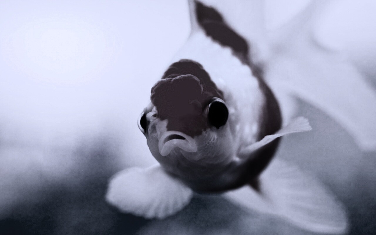 Аквариумная золотая рыбка обои