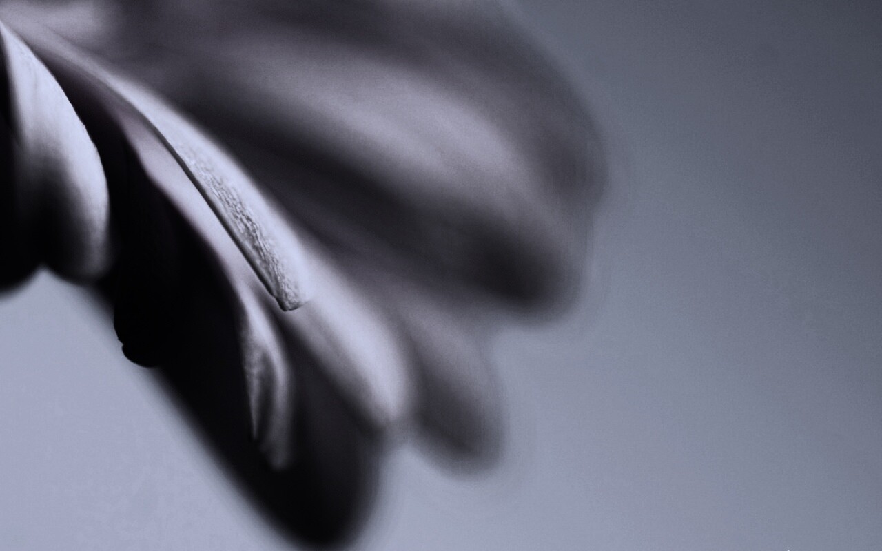 Лепестки цветка в макро обои