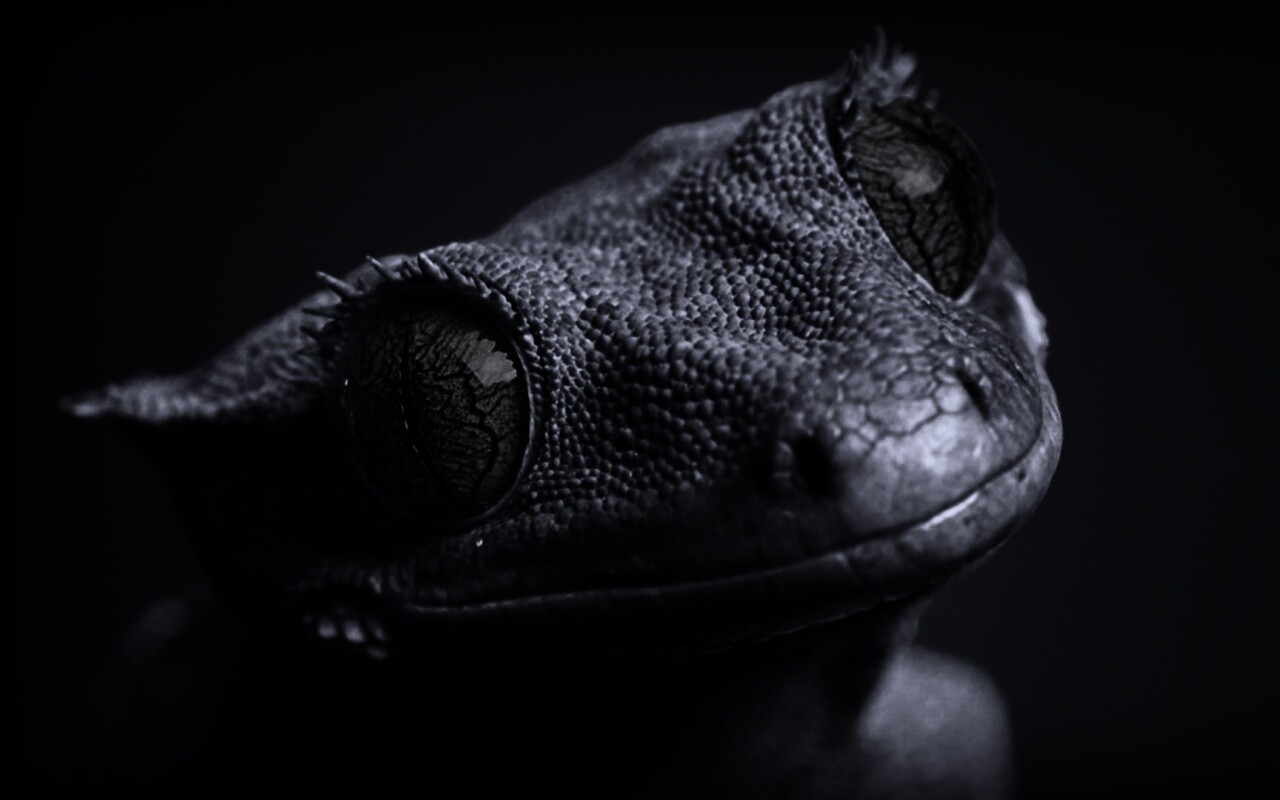 Ящерка обои