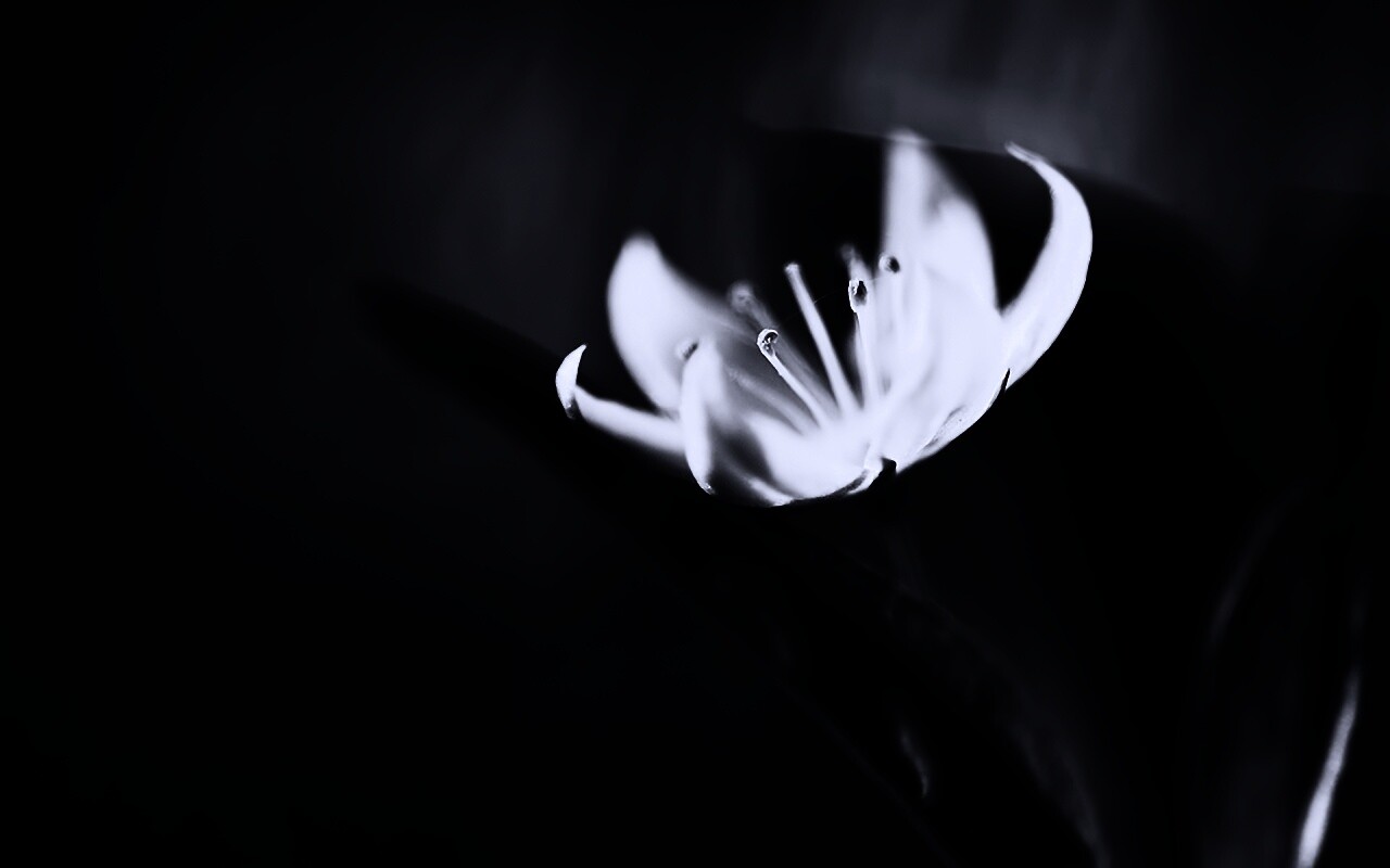 Белый цветок обои