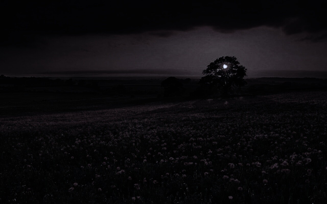 Закат на поле красных цветов обои