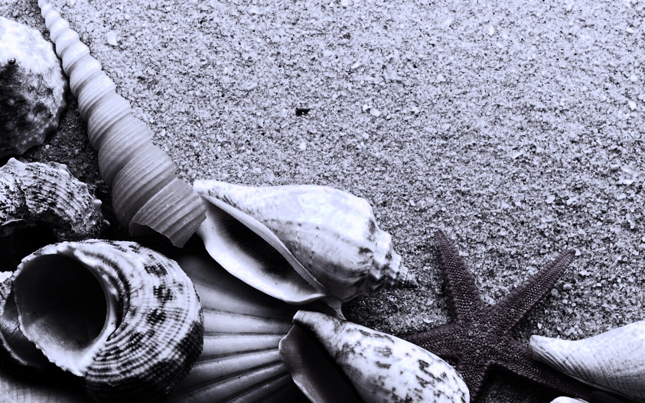 Морские раковины и звезды обои