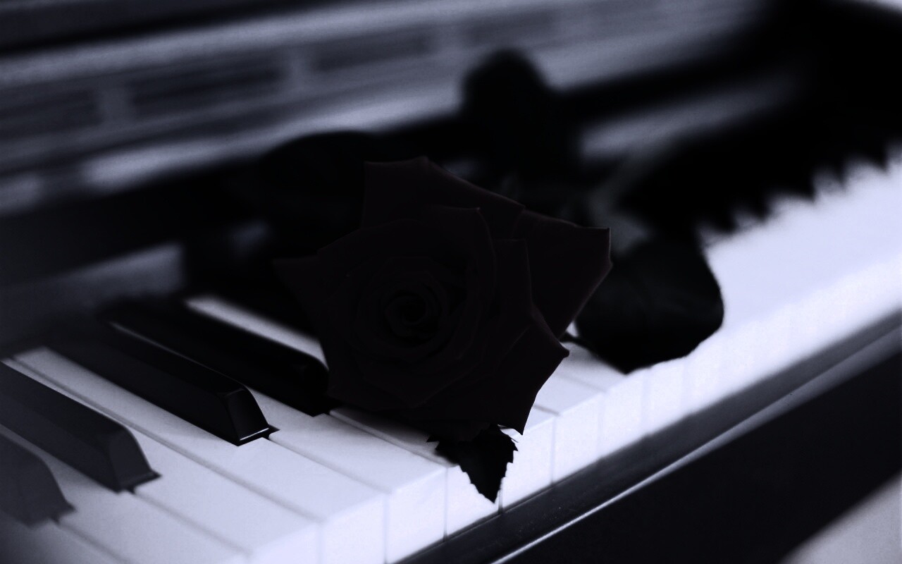 Роза на клавишах пианино обои
