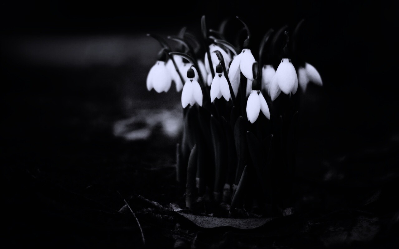 Подснежники - весенние цветы обои