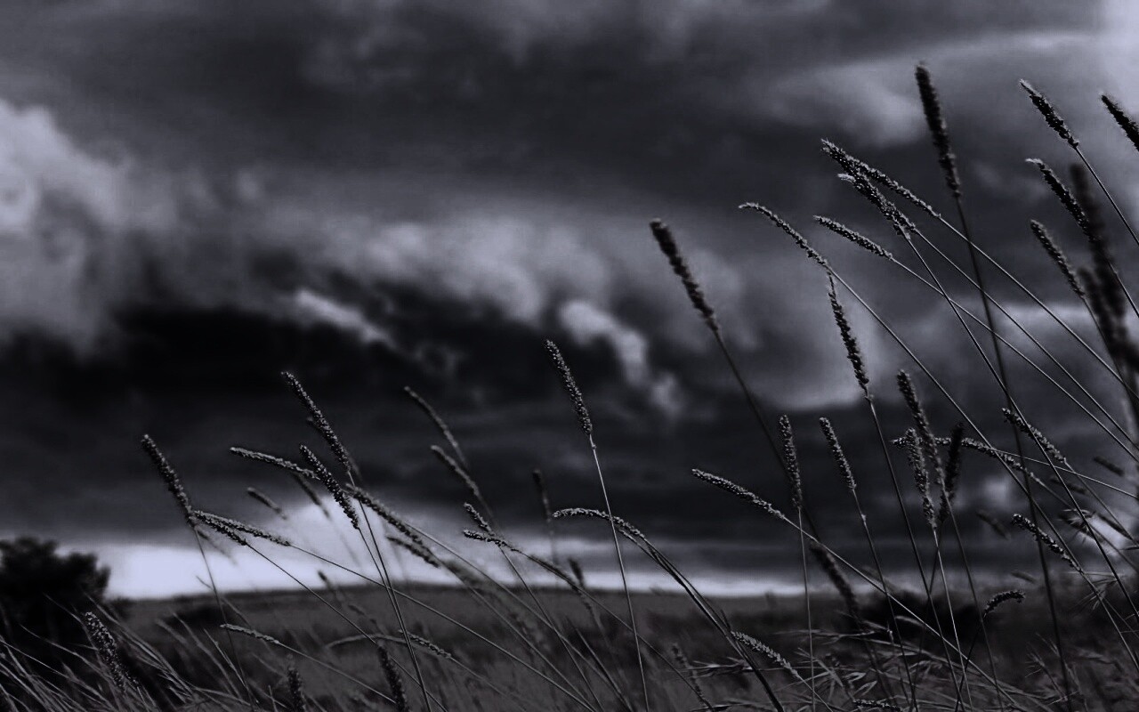 Золотистое поле обои