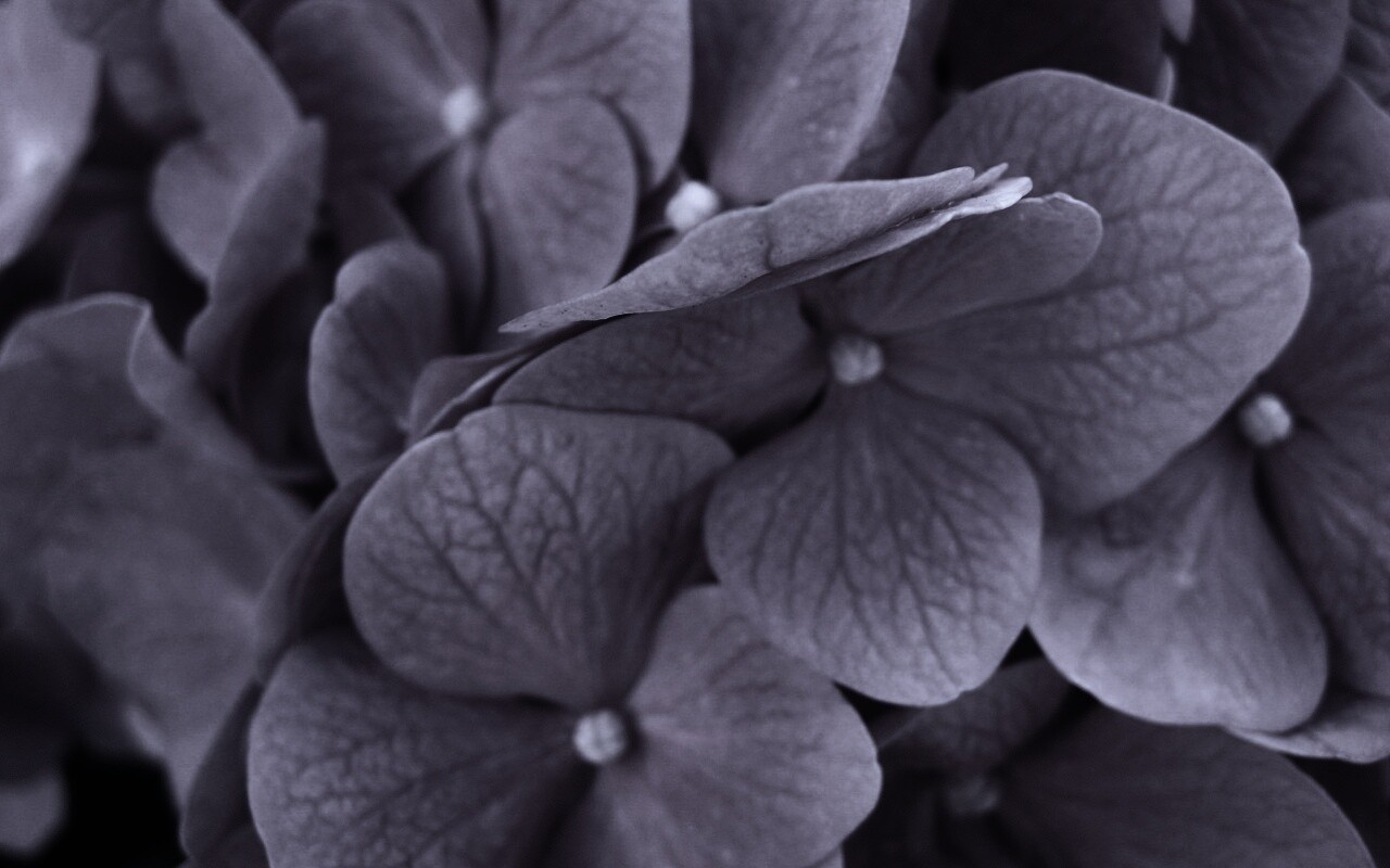 Фиолетовые нежные цветы обои