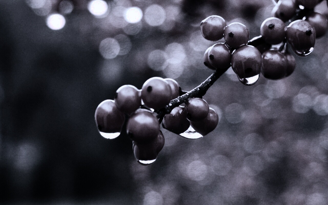 Капли росы на ягодах рябины обои