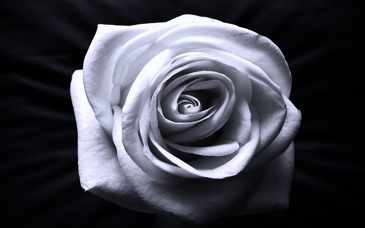 Белая роза на синей ткани обои