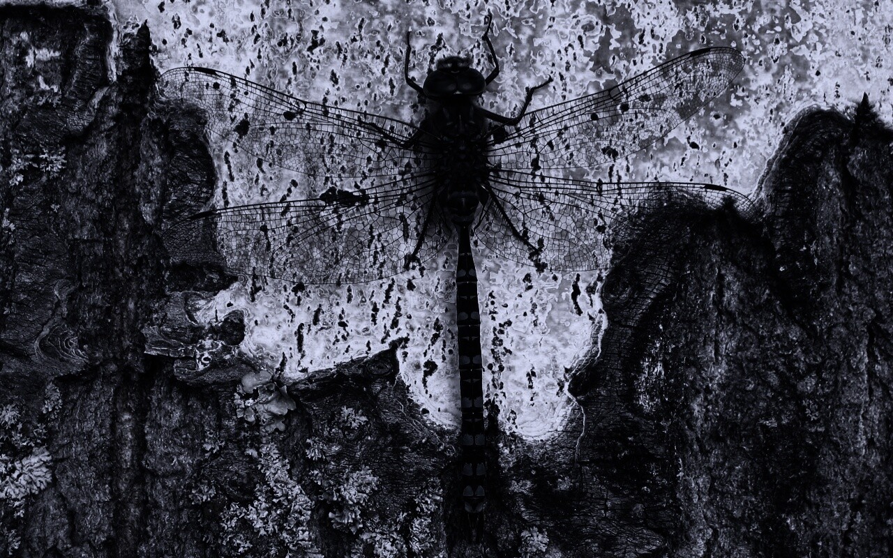 Стрекоза на дереве обои