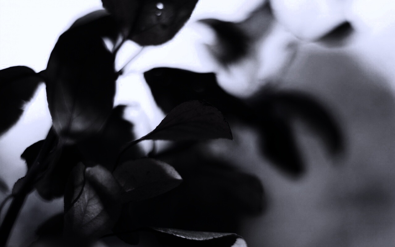 Увядающие листья обои