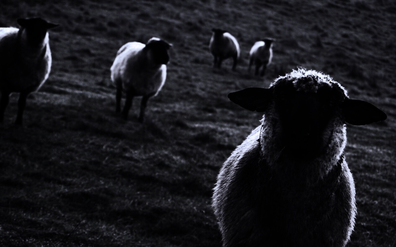 Овцы на пастбище обои