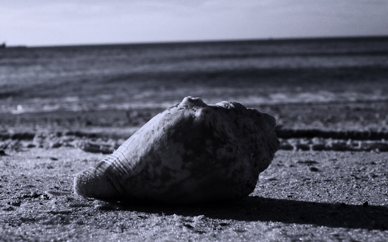 Морская раковина на пляже обои