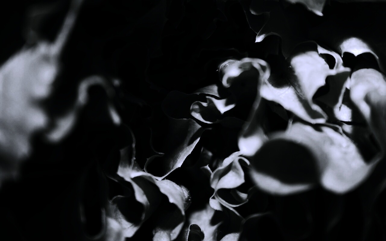 Зеленая листва обои