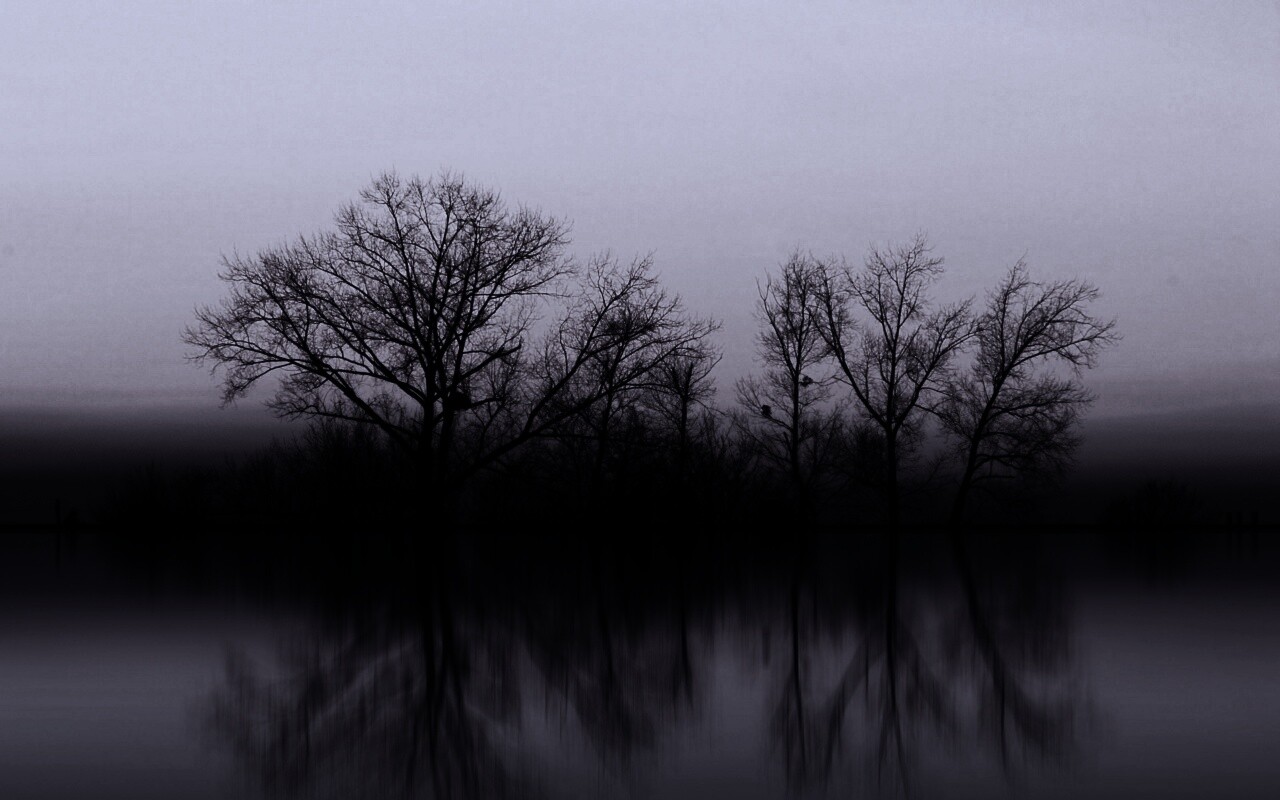 Деревья при закате обои