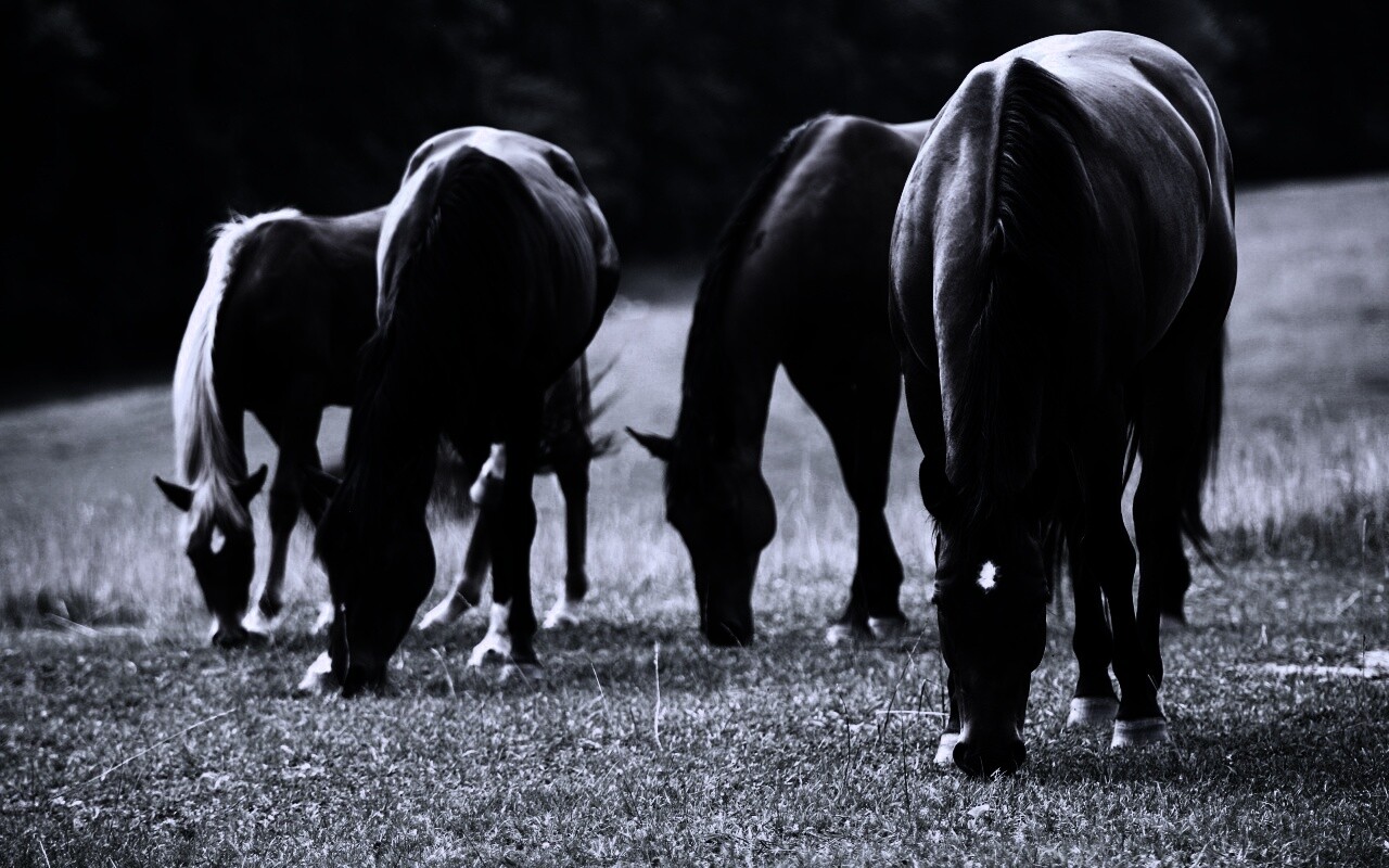 Время пощипать травку обои