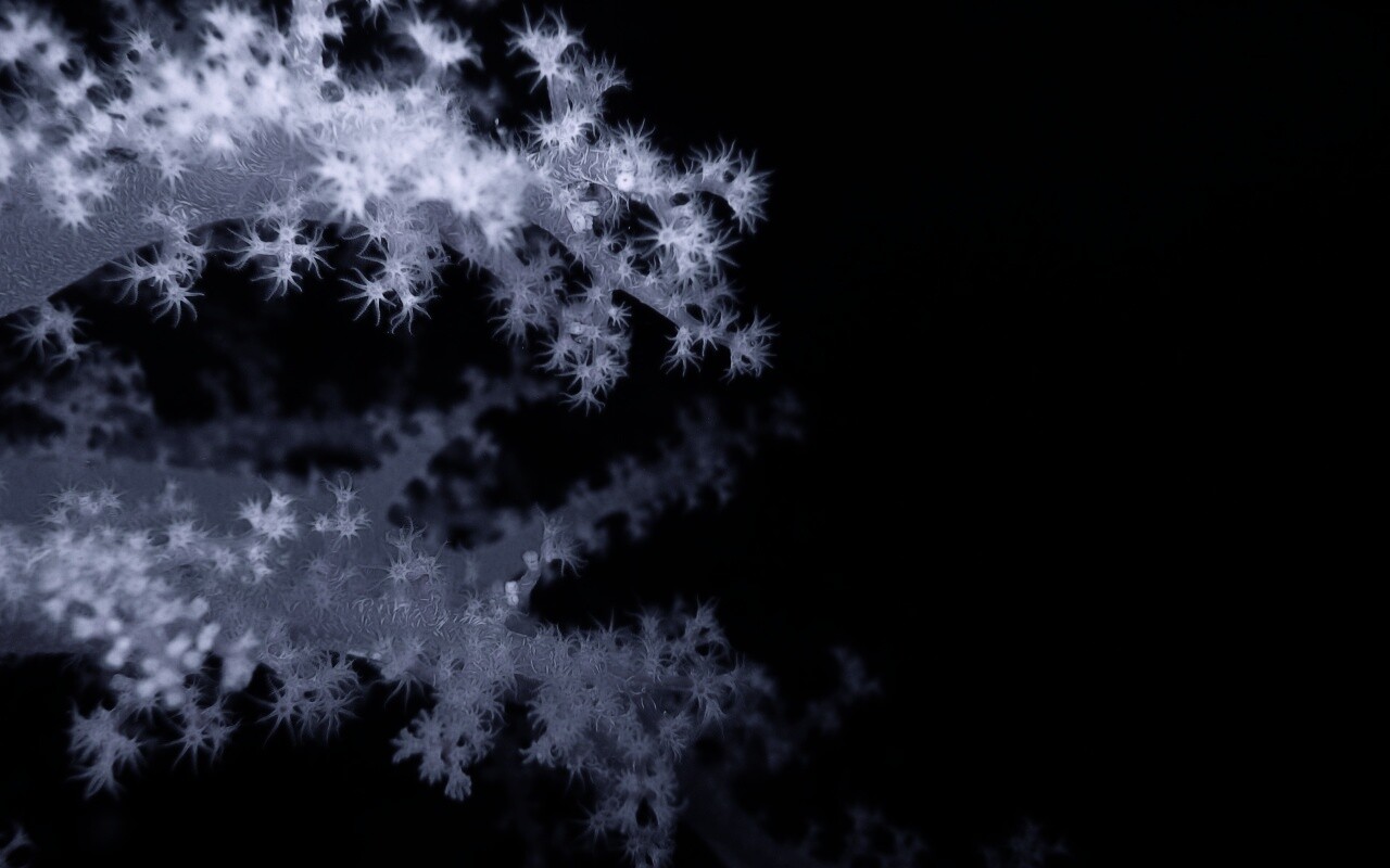 Кораллы обои